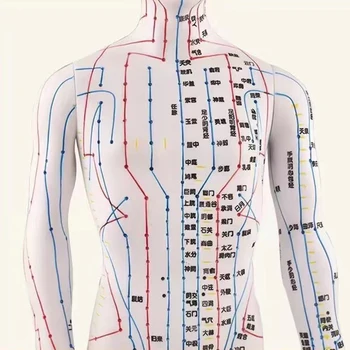 ПВХ Модель Меридиана Акупунктурная точка человека Женская Модель тела мужчины 40 см Медицинские Образовательные приборы Мужские Женские Золотисто-Белые Медные