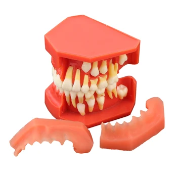 Стоматологическое развитие У детей Возраст 9-12 Лет Модель зубов Typodont M7013 Постоянные Зубы Растут Заменяются Демонстрационное Обучение Анатомии Изучение
